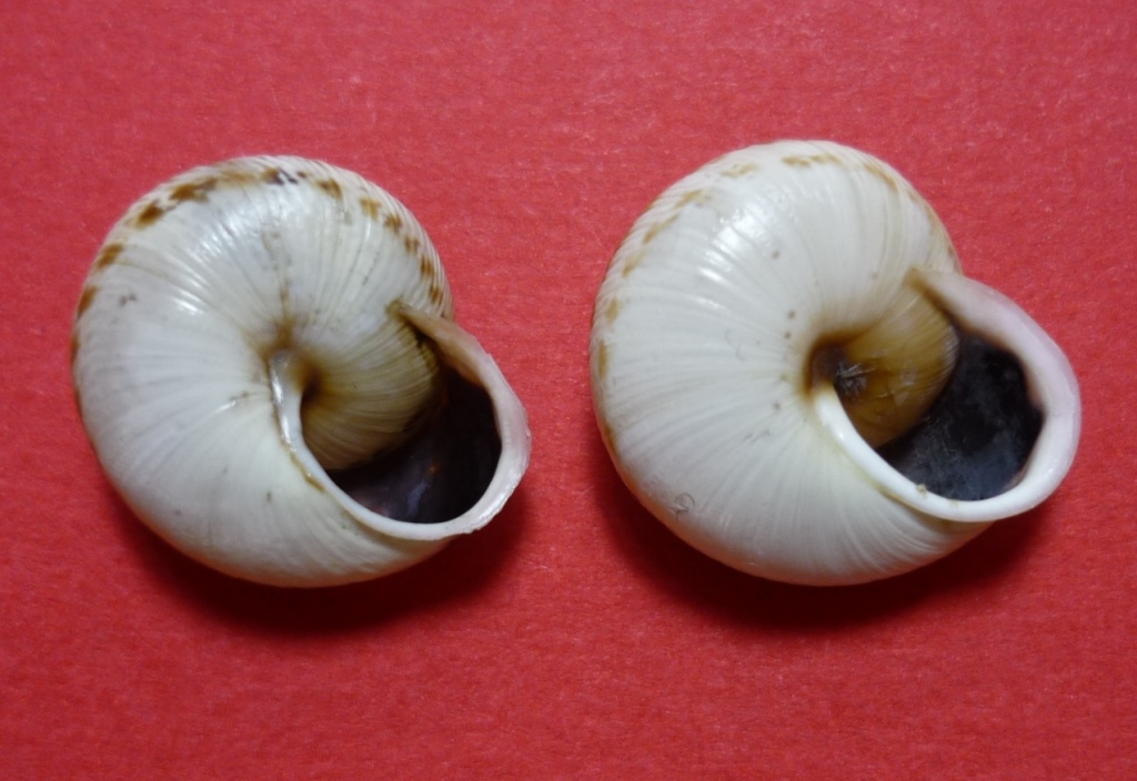 Isola Maggiore sul Trasimeno